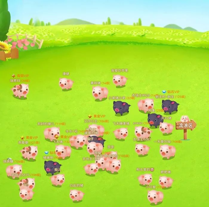 云养一头猪的手机画面/受访者供图