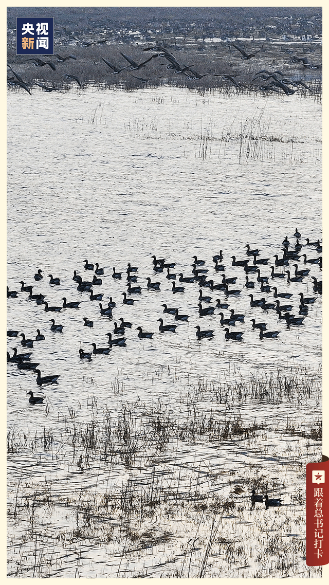 △豆雁迁徙至千湖湿地越冬