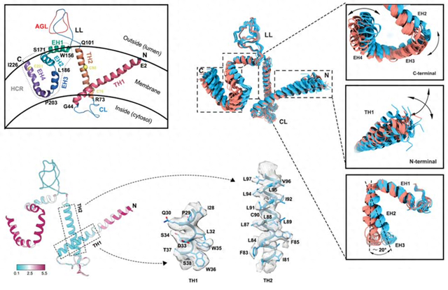 乙肝病毒表面抗原蛋白的近原子分辨率三维结构及其结构异质性。图片来源：上海科技大学