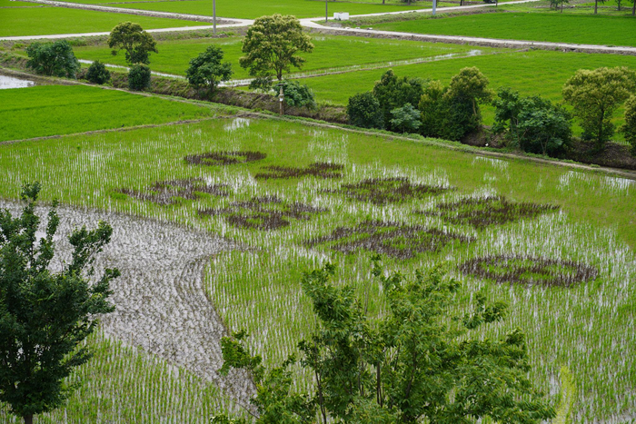 新村乡的稻田