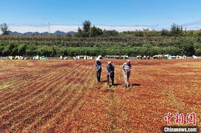 9月12日，在河北省内丘县下马庄村酸枣种植基地，村民正在晾晒酸枣。刘继东 摄