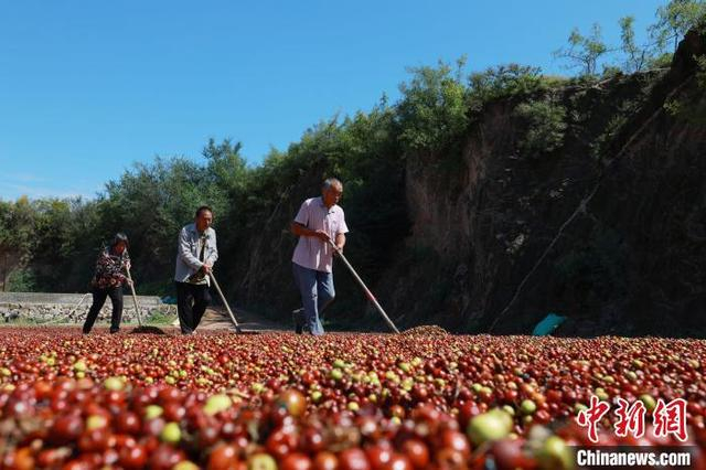 9月12日，在河北省内丘县下马庄村酸枣种植基地，村民在晾晒酸枣。刘继东 摄