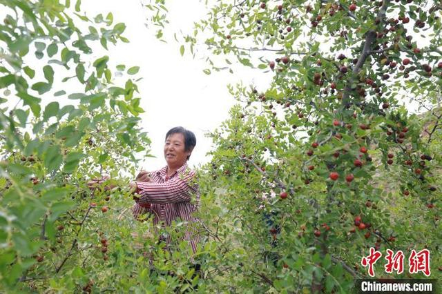 9月12日，在河北省内丘县北赛村酸枣种植基地，村民在采摘酸枣。刘继东 摄