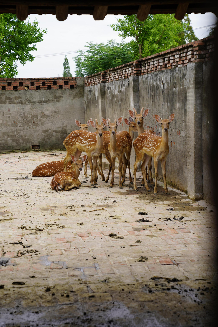 新村乡的麋鹿