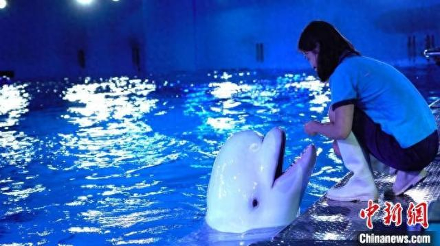 保育员向白鲸投喂“果冻”月饼。正佳极地海洋世界 供图