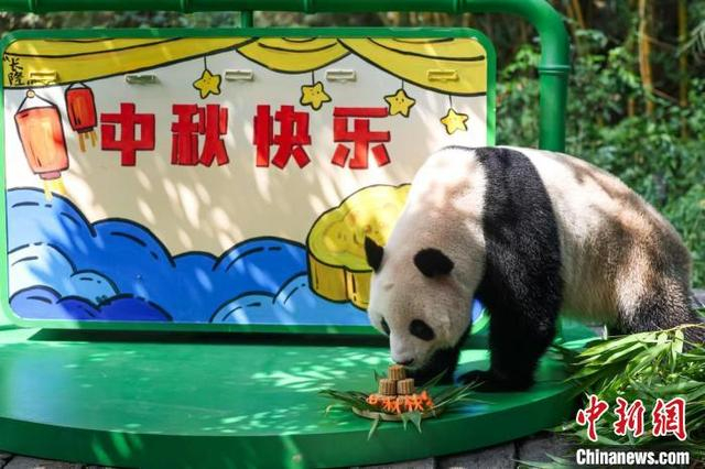 长隆野生动物世界大熊猫过中秋。广州市文化广电旅游局 供图