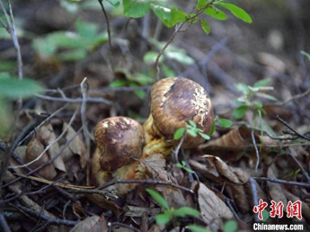 9月6日，吉林延边，野生松茸破土而出。 刘栋 摄