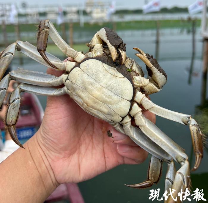 徐皓养殖湖区的大闸蟹