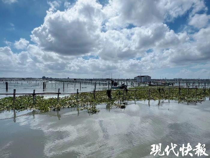 徐皓17日早晨拍摄的阳澄养殖区情况