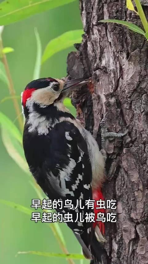 鸟和虫子吃饭搞笑图片图片