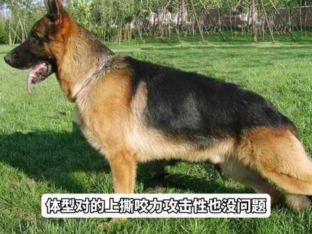 《西游记》二十八宿里的"井木犴",其原型究竟是什么呢?