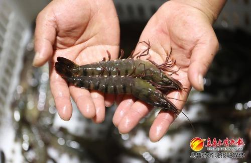 　　9月19日，在高新区（新市区）驻区企业新疆奔腾生物技术有限公司全封闭工业化养殖车间，工作人员斑节对虾。记者石磊摄