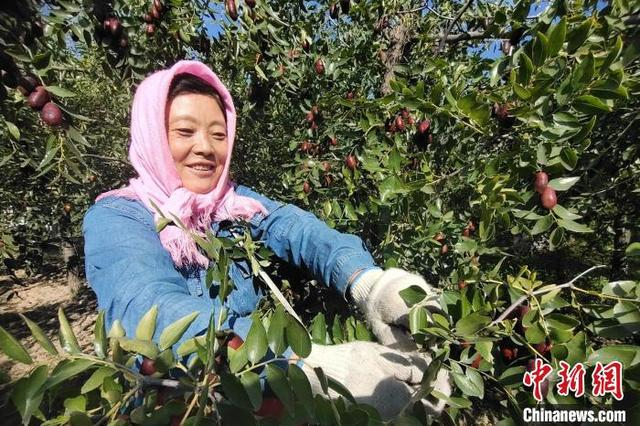 枣农采摘成熟的长枣。 李艺杭 摄