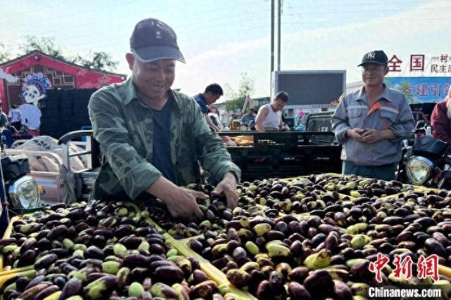 全国各地客商在灵武长枣交易市场挑选丰收的长枣。 李艺杭 摄