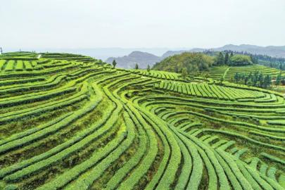 　　泸州市纳溪区护国镇梅岭村上坡茶山。 牟科 摄