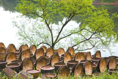 酿造中的先市酱油。杨越峦 摄