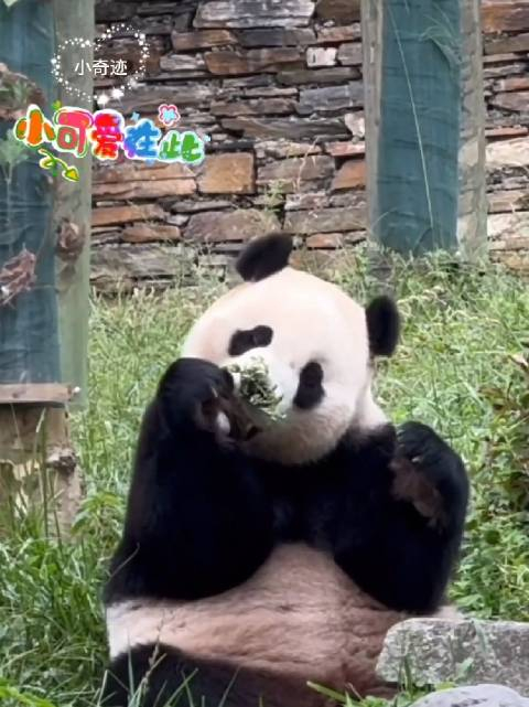 这小表情,太可爱了小奇迹熊猫小奇迹小奇迹