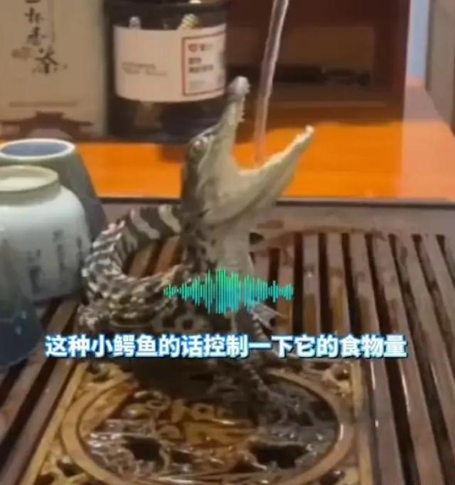 男子养2条活体mini鳄鱼当茶宠，此前有人网购小鳄鱼当宠物被判刑