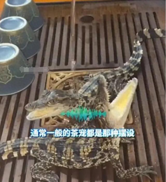 男子养2条活体mini鳄鱼当茶宠，此前有人网购小鳄鱼当宠物被判刑