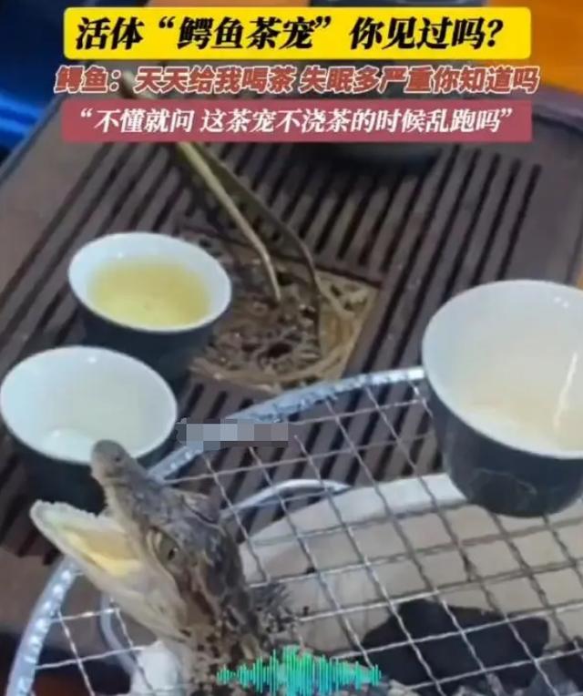 男子养2条活体mini鳄鱼当茶宠，此前有人网购小鳄鱼当宠物被判刑