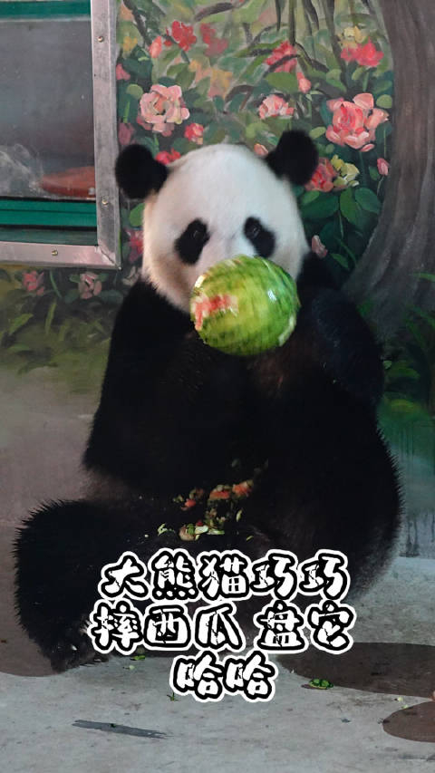 大熊猫巧巧摔西瓜啦!