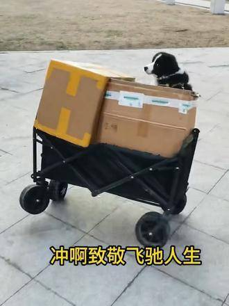 "巴音布鲁克" 萌宠登台计划 飞驰人生2 爱犬 边境牧羊犬 萌宠