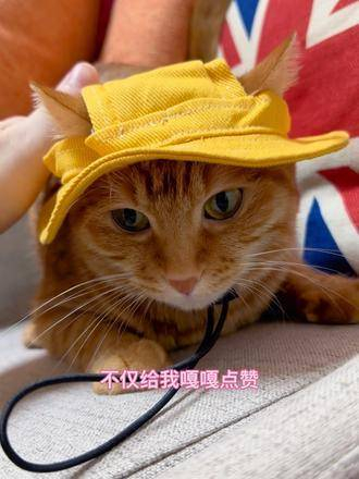 戴帽子的猫 橘猫 小猫咪怼脸杀视频 有镜头感的小猫 我镜头下的小__财