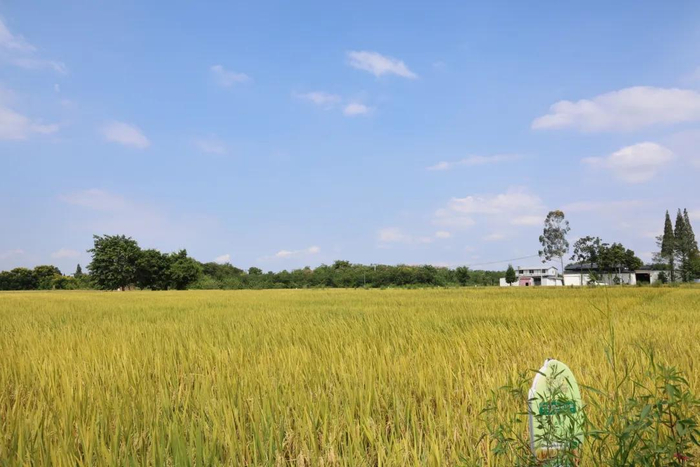 成都市新都区天星村 图据川观新闻