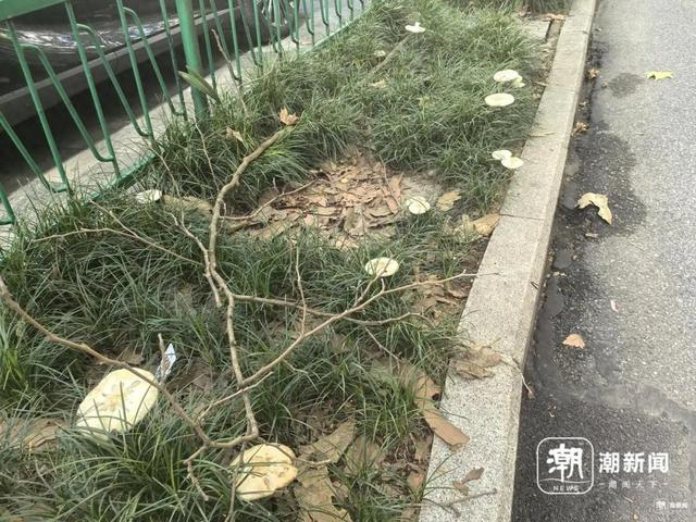 新华路绿化带上的白蘑菇。陈颖摄 