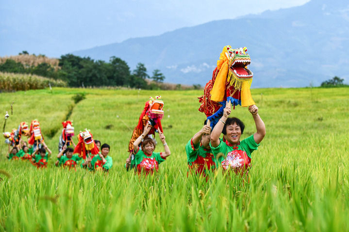 在云南省红河哈尼族彝族自治州个旧市卡房镇的旱地优质稻种植示范区，群众抬着板凳龙在田间穿行迎接丰收季的到来（2024年9月20日摄）。新华社记者 王静颐 摄