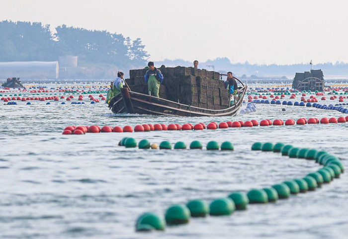 在山东省荣成市爱伦湾海域，鲍鱼养殖户驾驶满载鲍鱼的渔船返回（2024年9月11日摄）。新华社发（李信君摄）