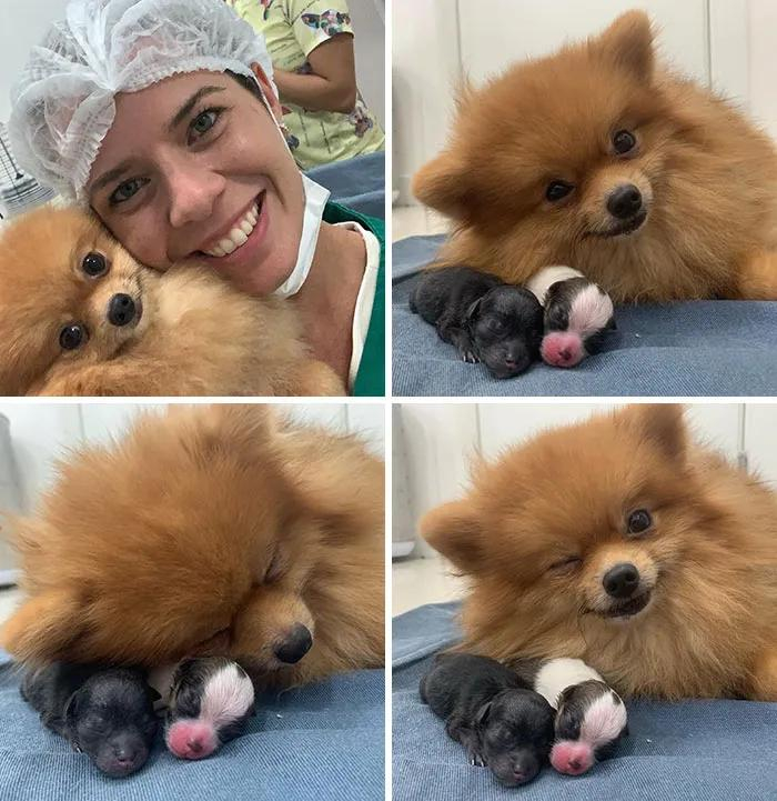 狗妈妈满脸骄傲的晒刚出生的宝宝.这也太可爱了吧!