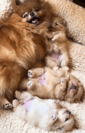 狗妈妈满脸骄傲的晒刚出生的宝宝.这也太可爱了吧!