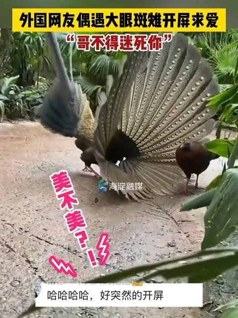 大眼斑雉图片