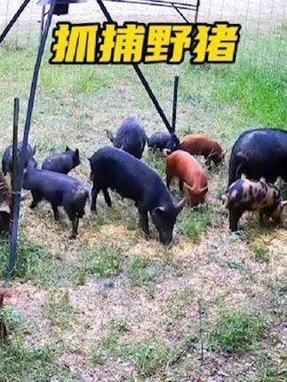 泛滥的野猪被猎人一网打尽