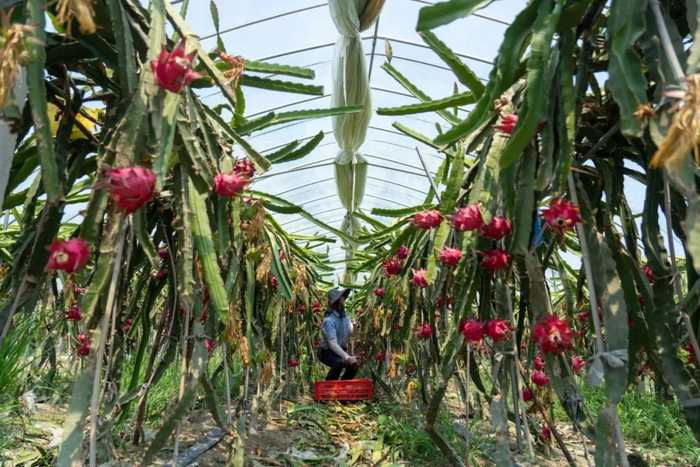 “俊冲洁盈”家庭农场红心火龙果基地