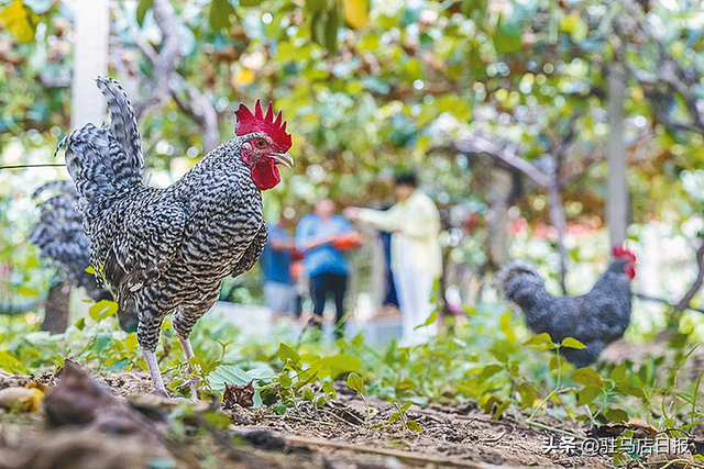 西平:秋染山野满地金