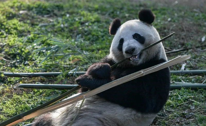 　上图分别为“华豹”和“金宝宝” 图片来源：新华社