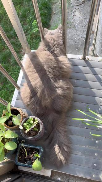 长毛喵 蓝色猫咪 圆滚滚的猫 蓝白相间 猫咪