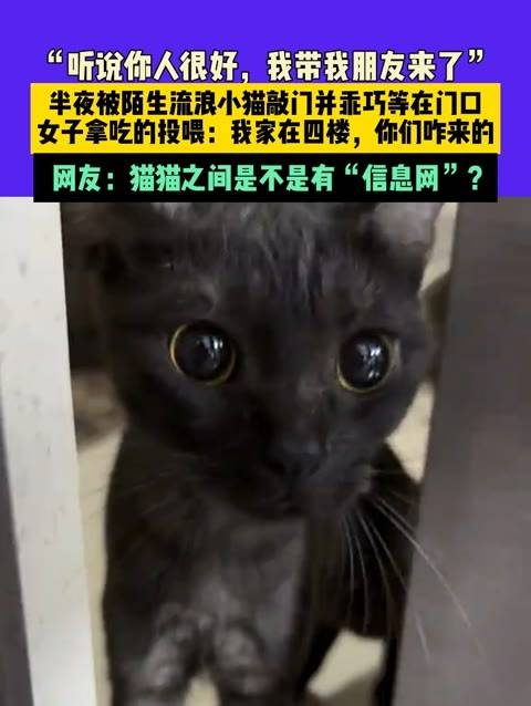 9月24日,在上海,一名女子半夜被一只陌生的小流浪猫
