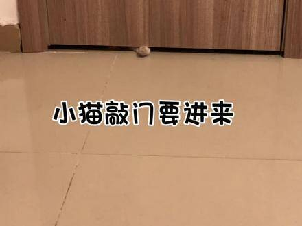 有没有人来管管,这只猫在门口蹲守了好几个小时,一开门就直冲进来