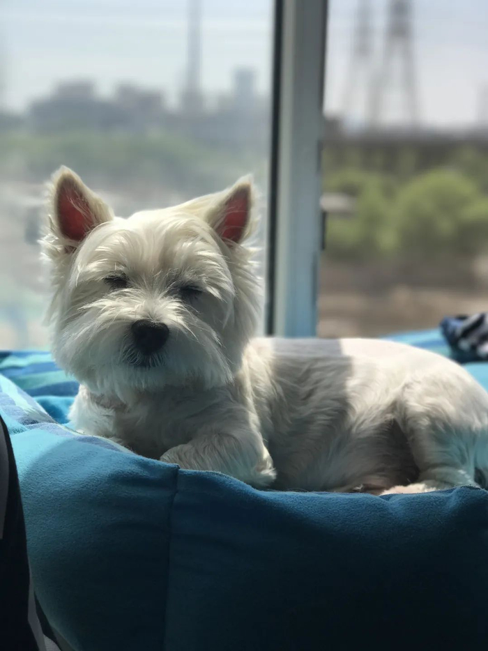 ▲畅颐园小区毒狗事件中受害宠物狗Papi。受访者供图