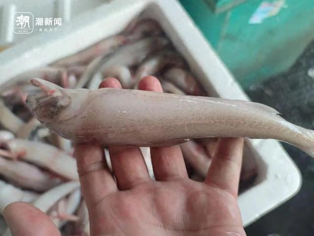 记者 施雯 摄 