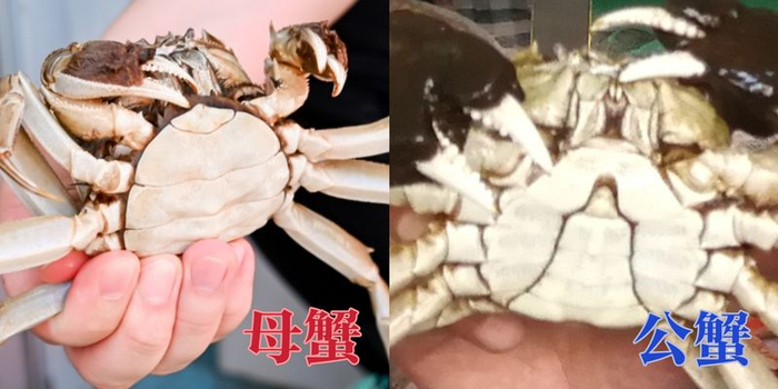 母蟹脐部相对圆滑（图左）、公蟹脐部尖锐（图右）。新京报记者王思炀 摄