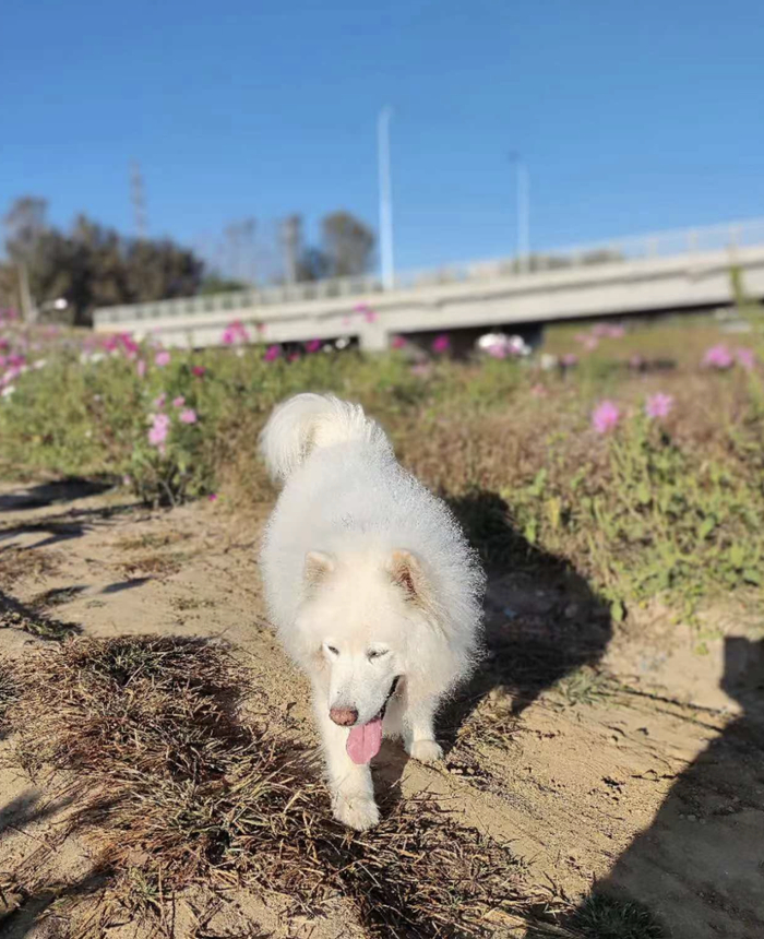 ▲被毒害的宠物狗。受访者供图