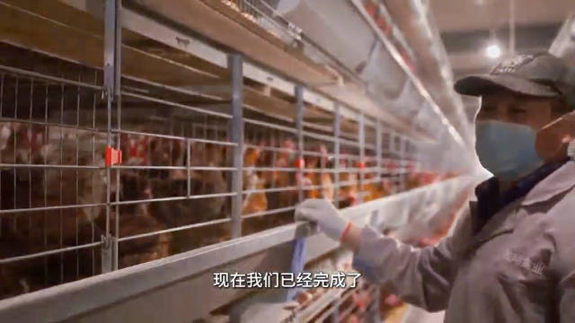 河南西平:养30万只鸡只需要1个人