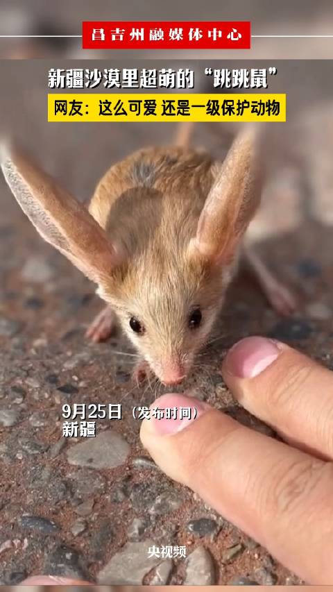 新疆沙漠里超萌的"跳跳鼠",网友:这么可爱,还是