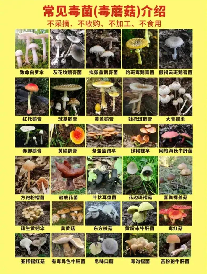 无锡疾控曾发布常见毒蘑菇类型