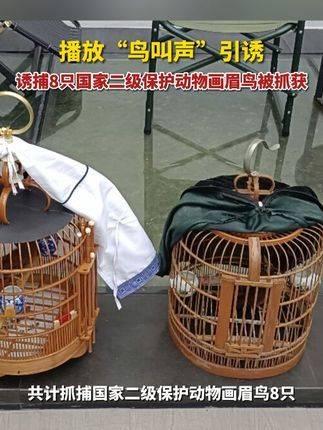 怎样捕画眉鸟图片