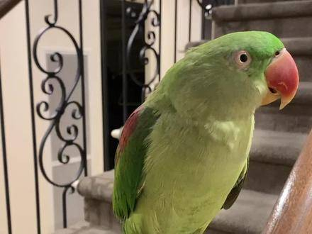 长尾巴的亚历山大鹦鹉,总是显得压力山大!